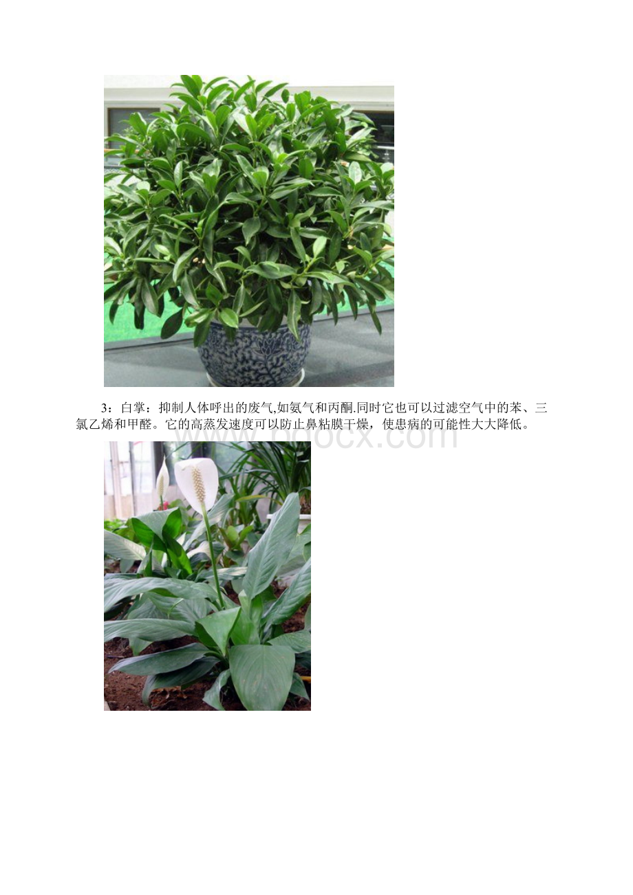 18种常见室内植物的功效.docx_第2页