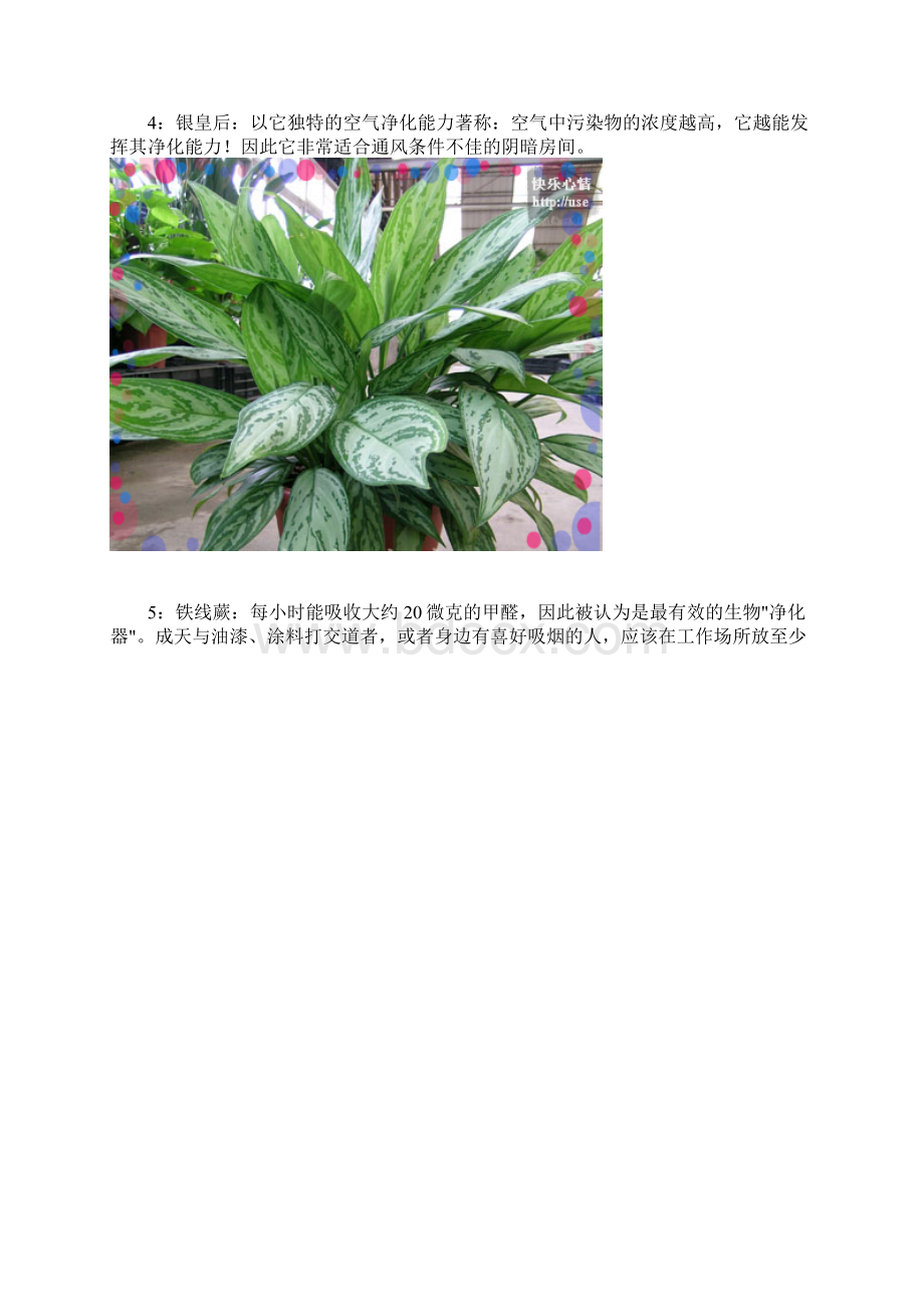 18种常见室内植物的功效.docx_第3页