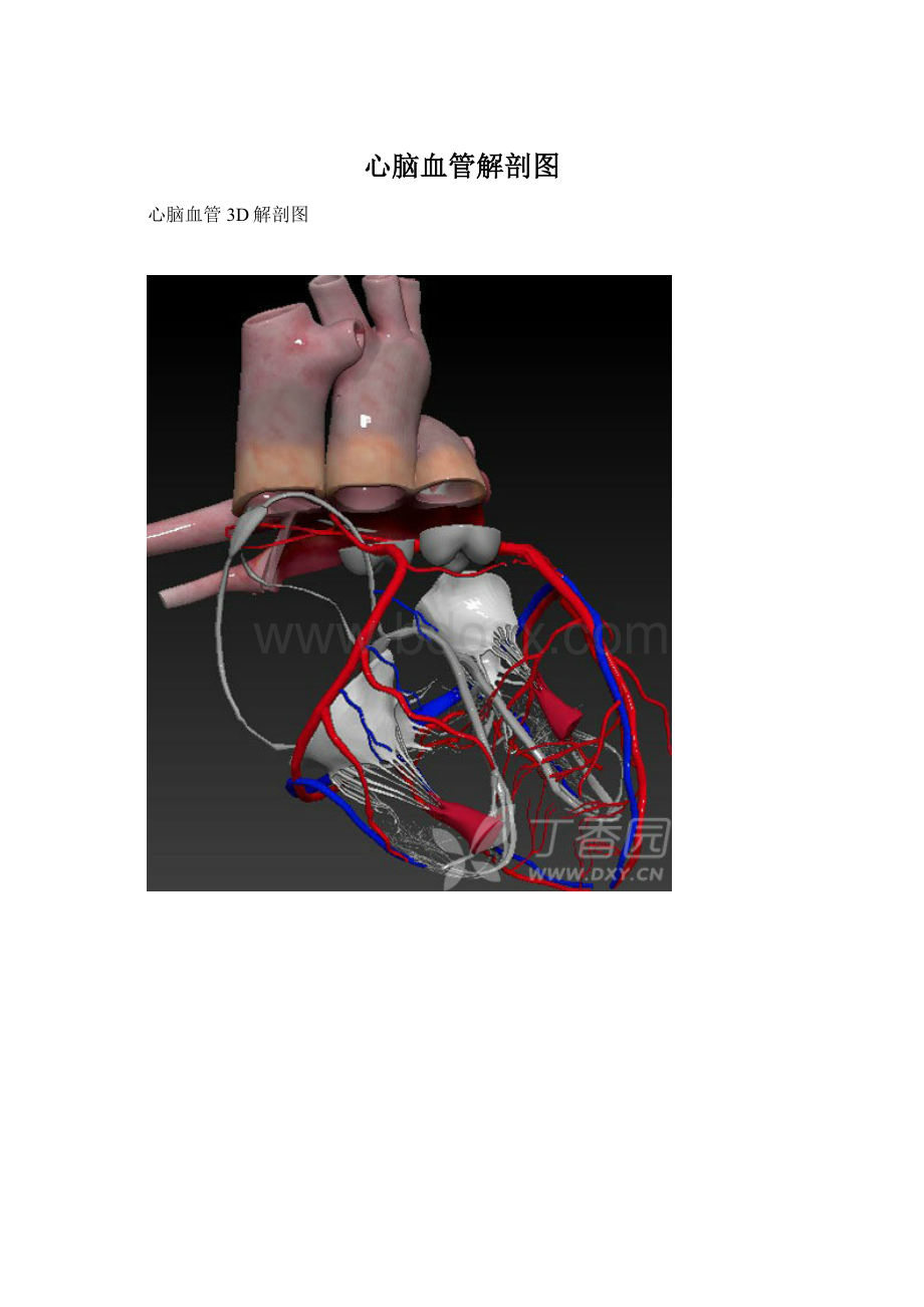 心脑血管解剖图.docx_第1页