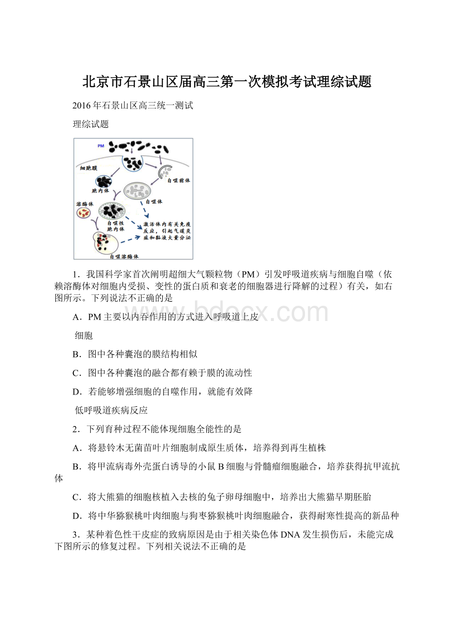 北京市石景山区届高三第一次模拟考试理综试题Word文档格式.docx_第1页