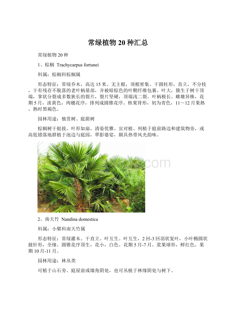 常绿植物20种汇总Word格式.docx_第1页