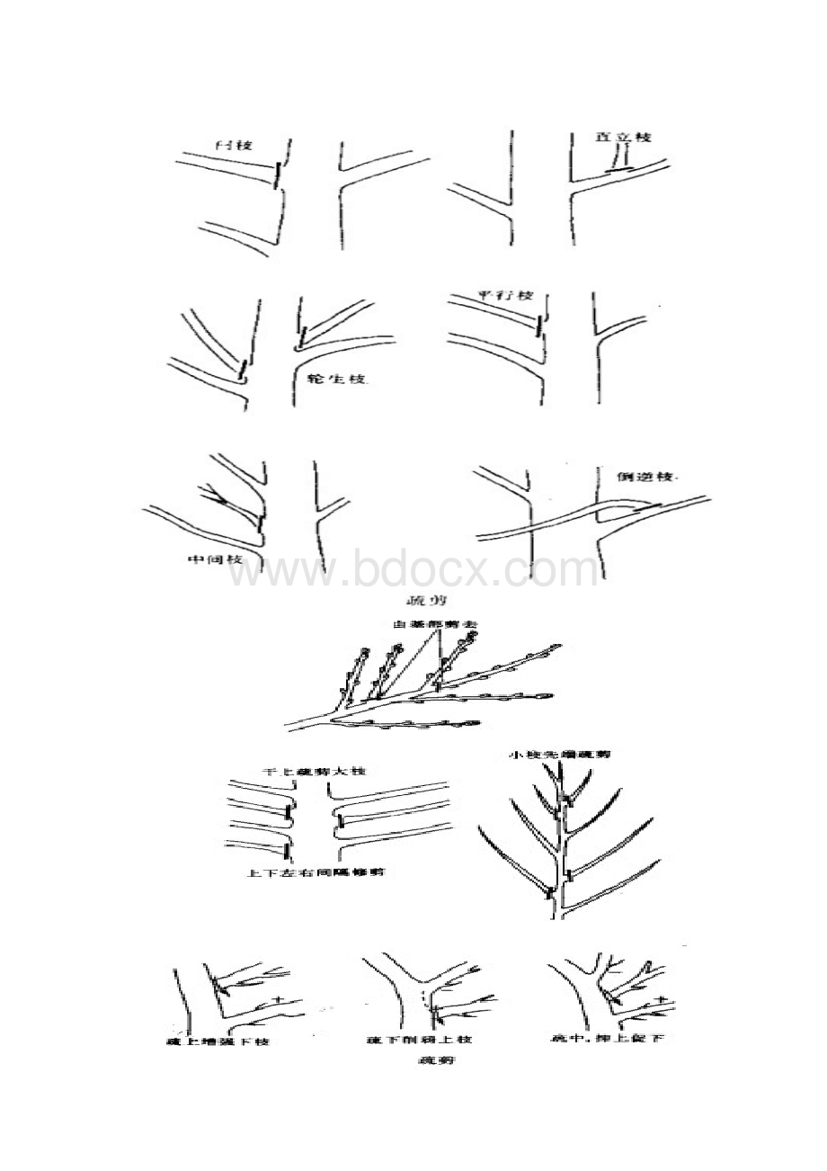 园林树木的修剪与整形.docx_第3页