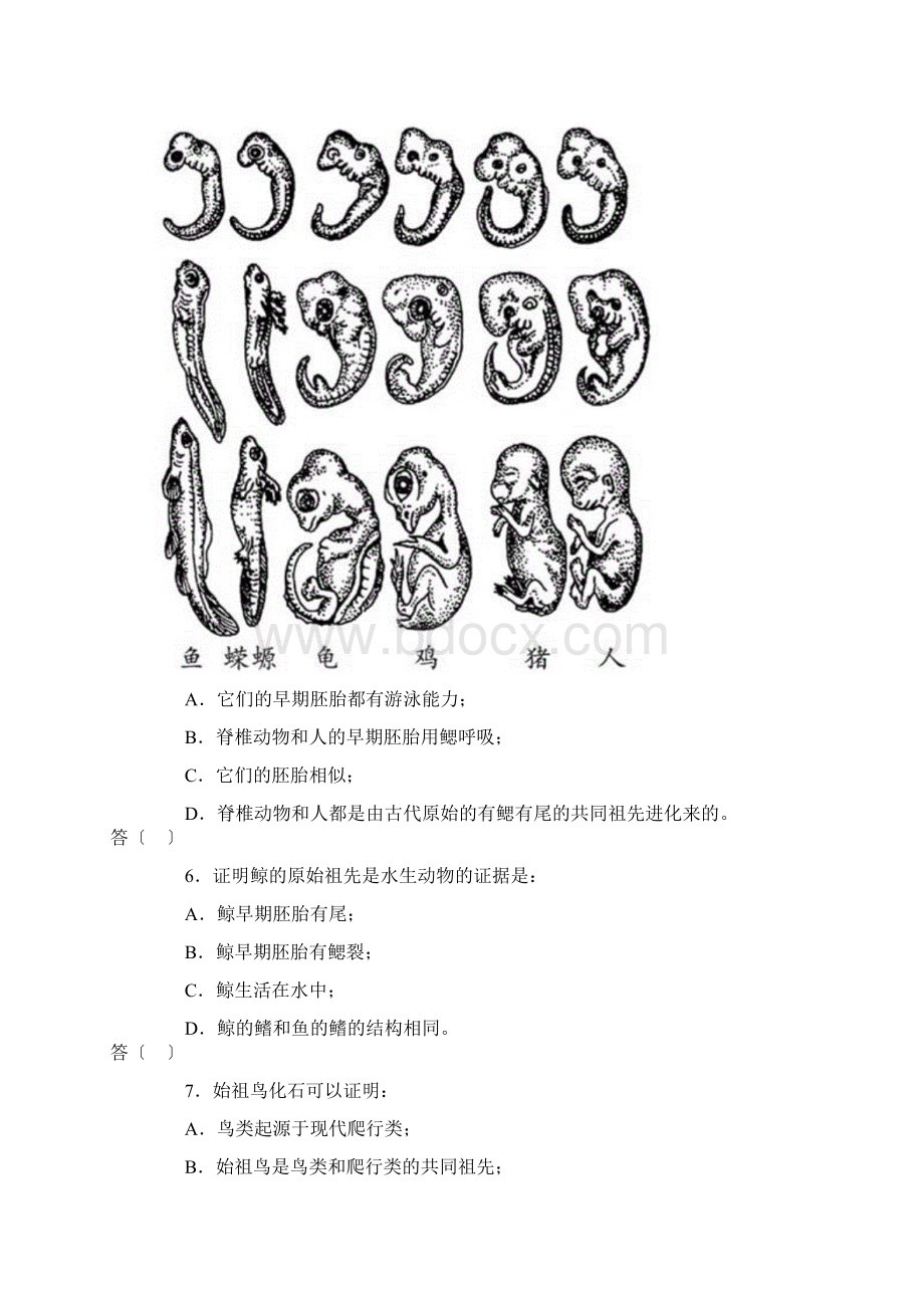 整理第二节生物的进化历程.docx_第3页