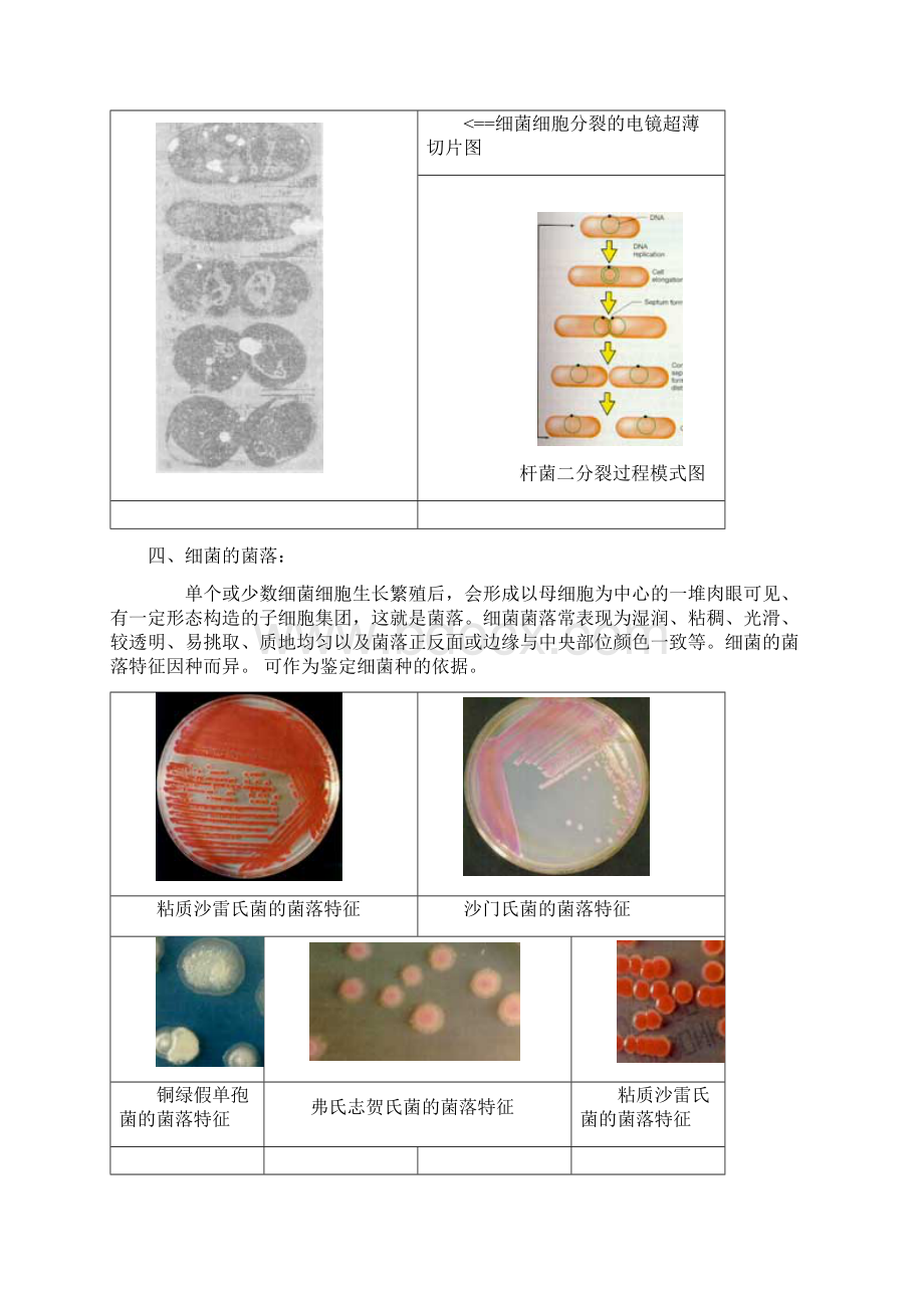 微生物的类群和形态结构.docx_第3页