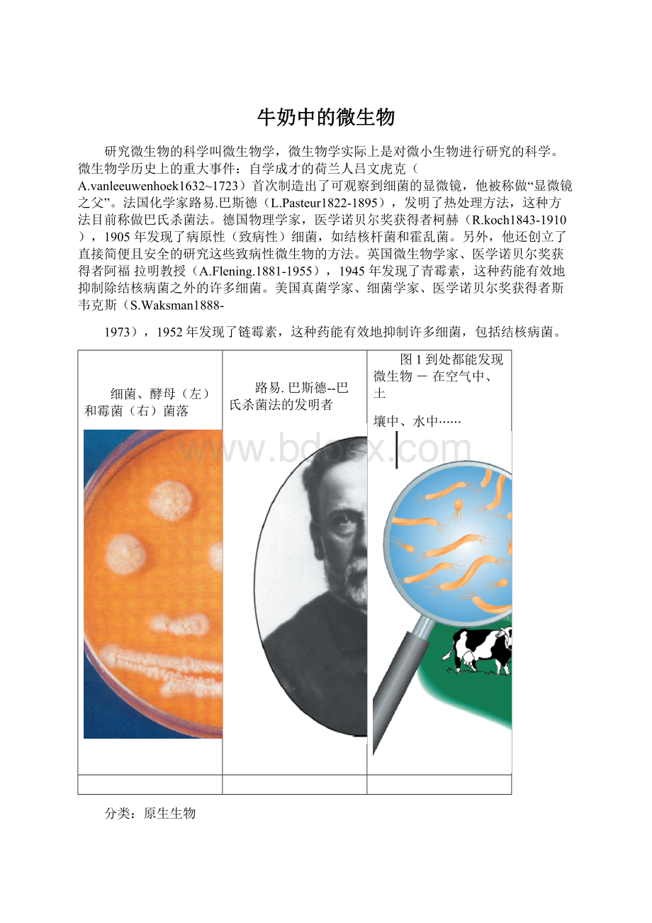 牛奶中的微生物Word格式文档下载.docx