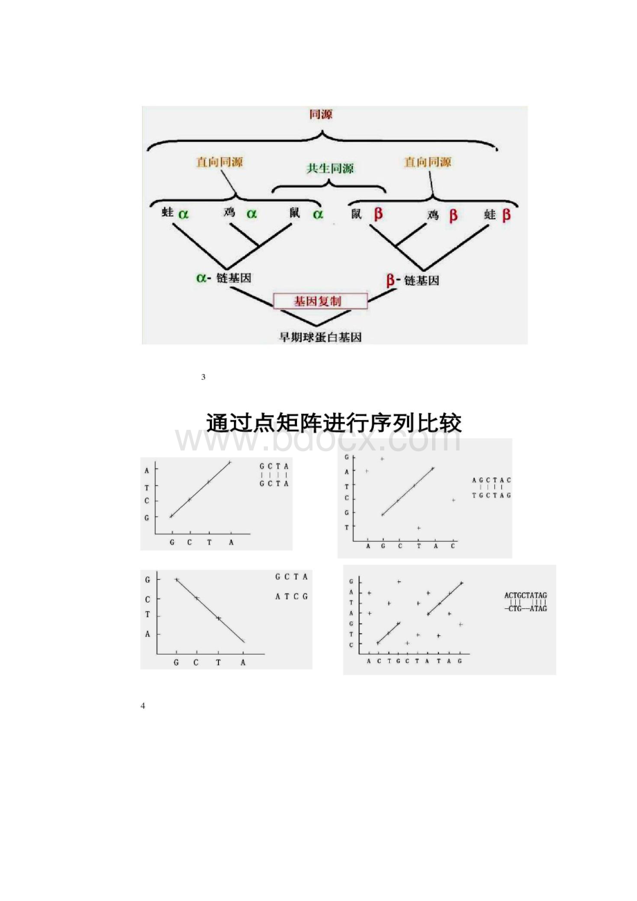 第四章双序列比对的动态规划算法精.docx_第2页