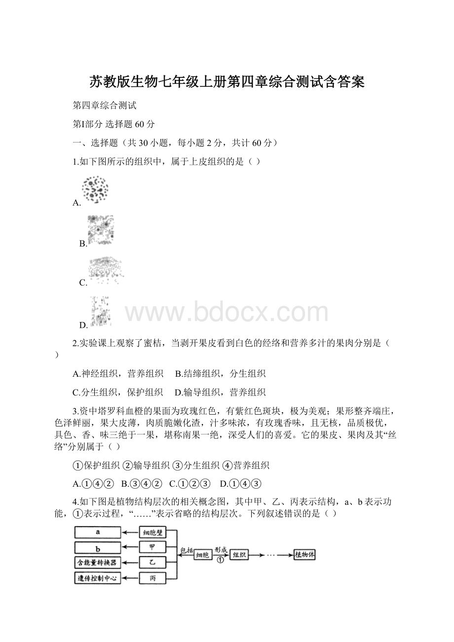 苏教版生物七年级上册第四章综合测试含答案Word文档下载推荐.docx_第1页