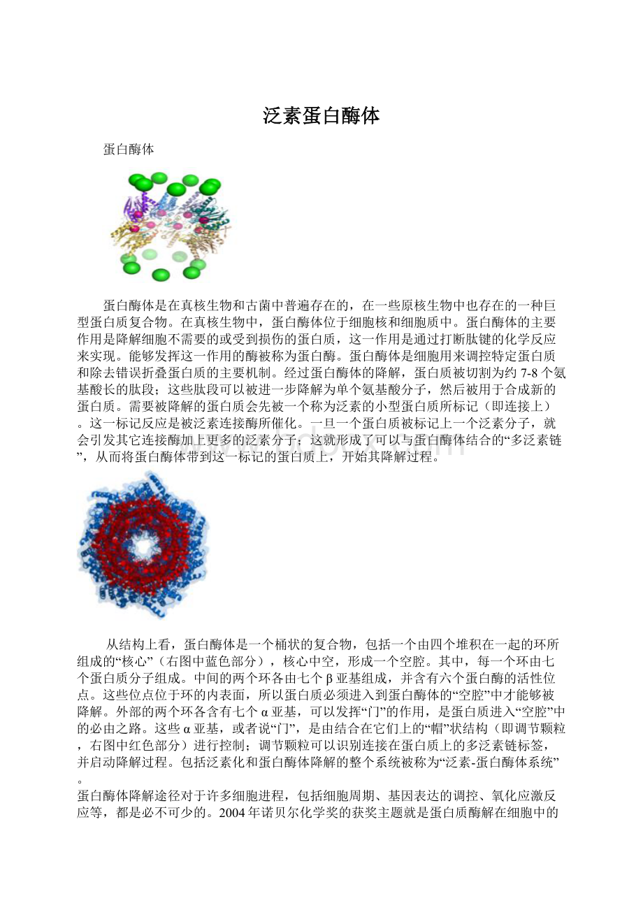 泛素蛋白酶体Word格式文档下载.docx