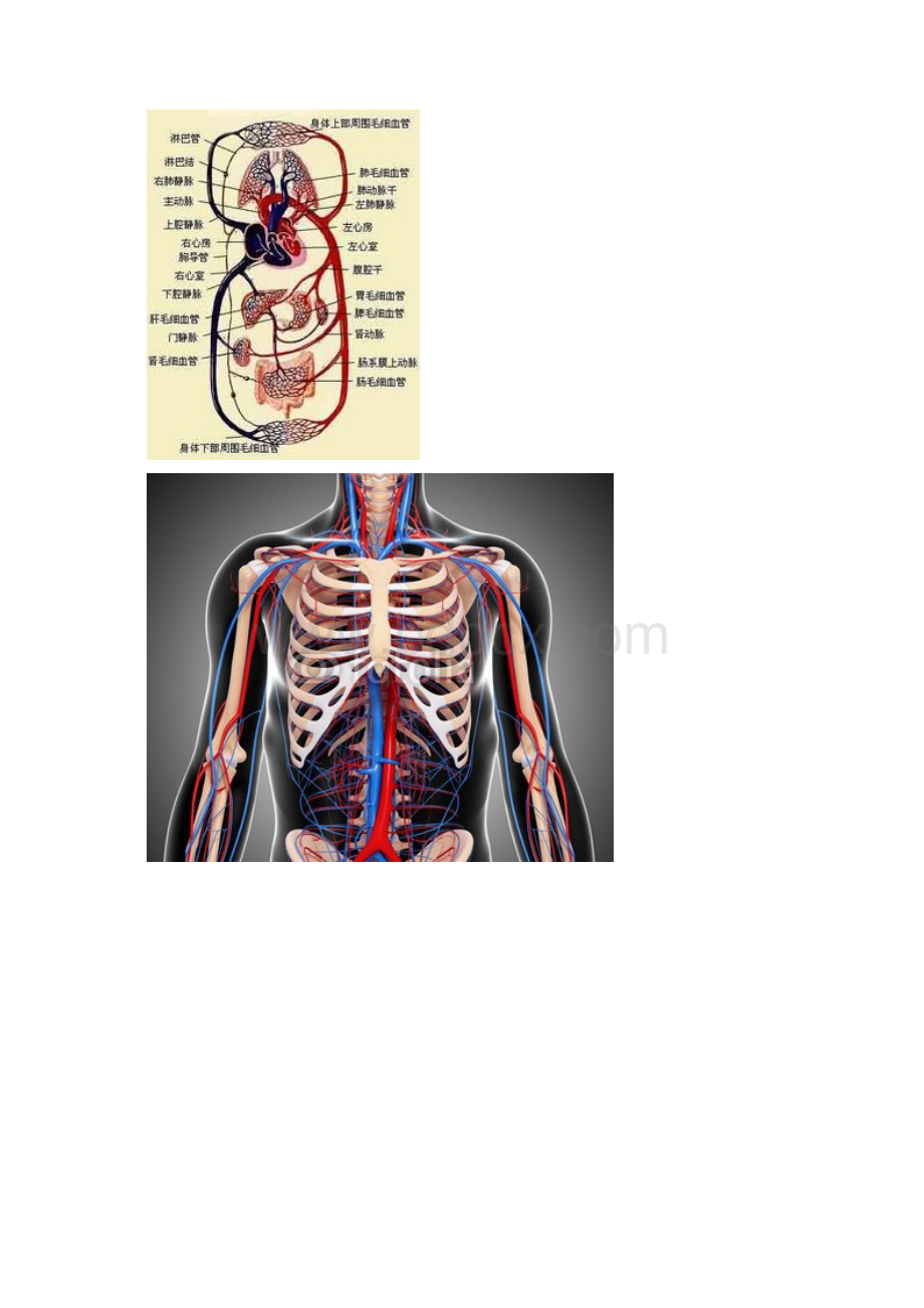 执业医师手把手教循环系统方案.docx_第3页