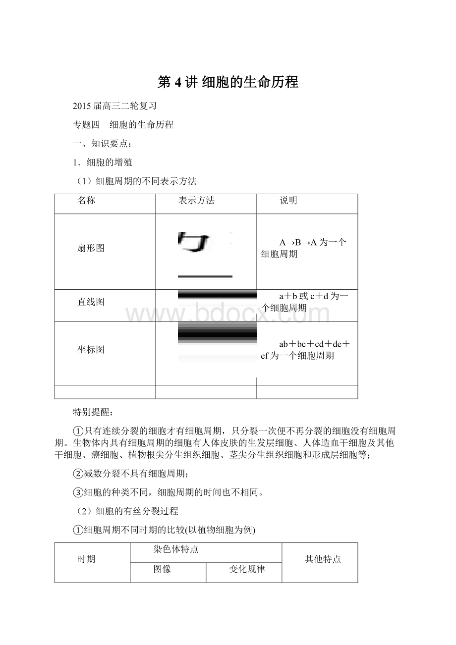 第4讲 细胞的生命历程Word文档下载推荐.docx_第1页