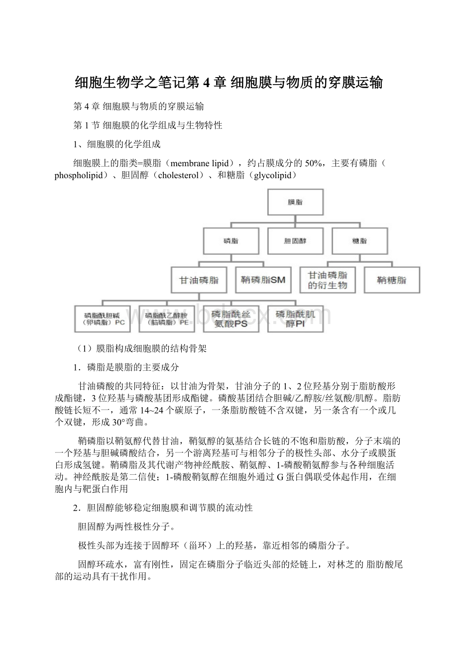 细胞生物学之笔记第4章 细胞膜与物质的穿膜运输.docx