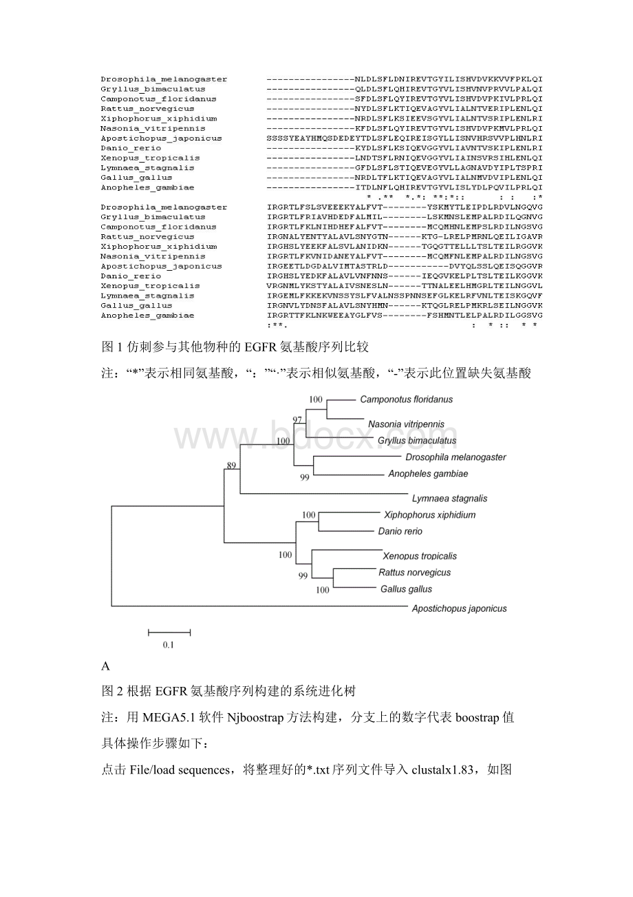 生物信息实验报告4四多序列分析及系统进化树构建.docx_第3页