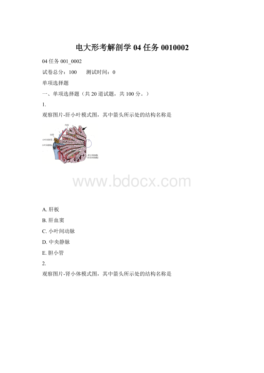 电大形考解剖学04任务0010002.docx