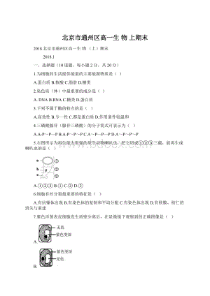 北京市通州区高一生物上期末Word文档下载推荐.docx