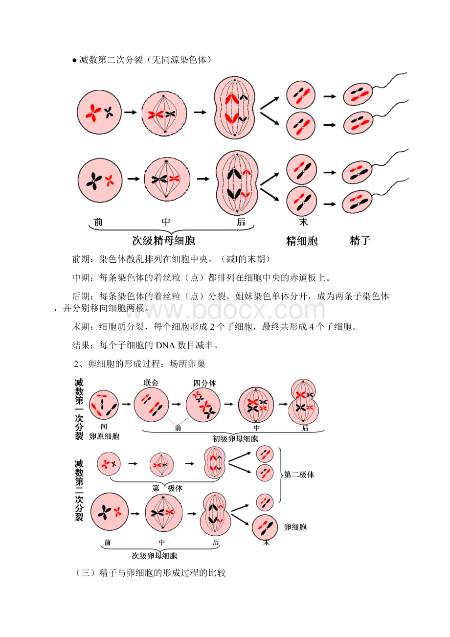 届高中生物必修2《遗传与变异》要点.docx_第2页