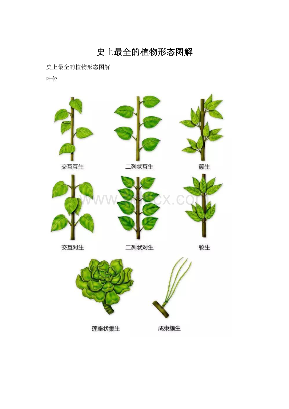 史上最全的植物形态图解.docx_第1页