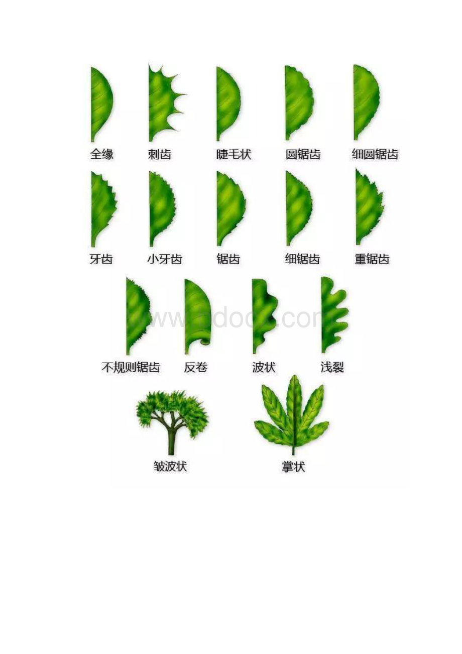 史上最全的植物形态图解.docx_第3页