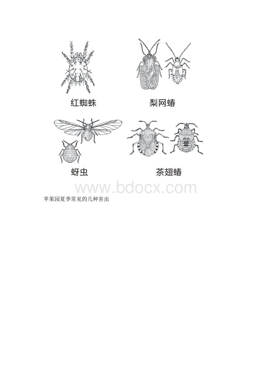 七月份苹果园管理技术.docx_第2页