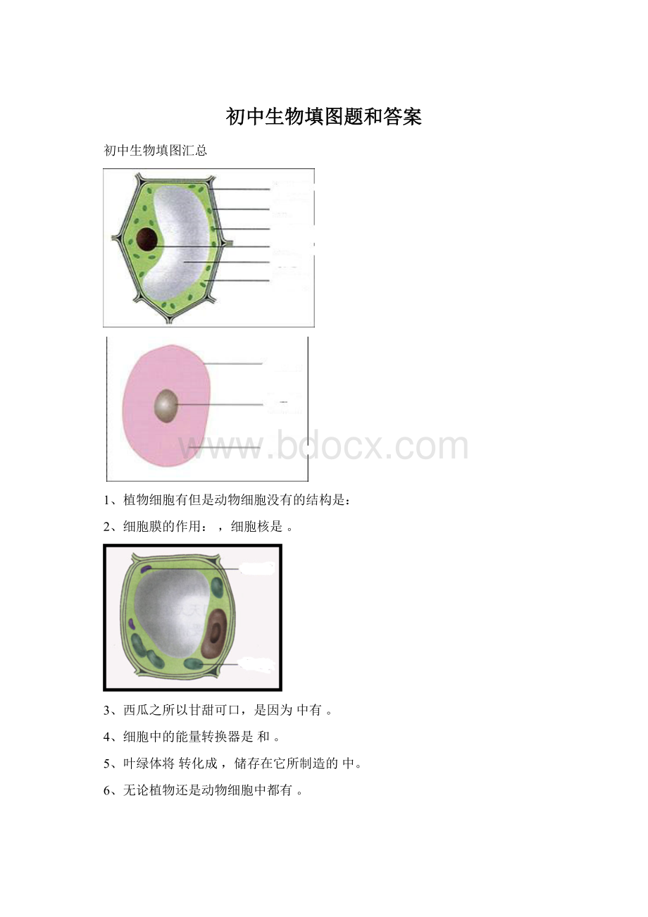 初中生物填图题和答案Word下载.docx