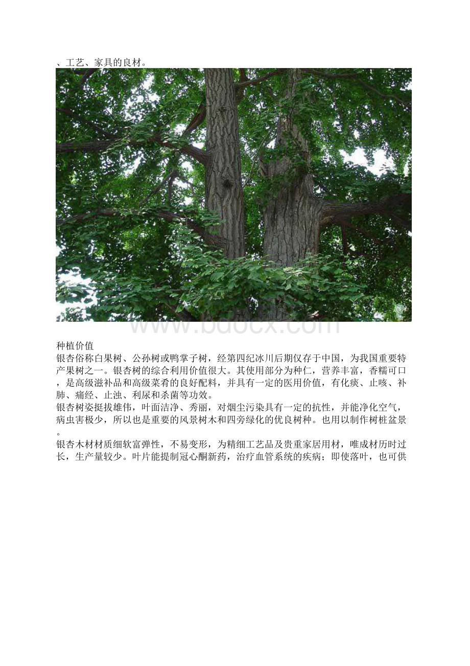 银杏树种植技术.docx_第2页