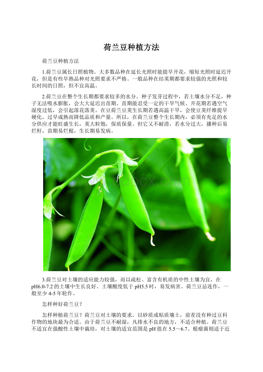 荷兰豆种植方法Word格式.docx