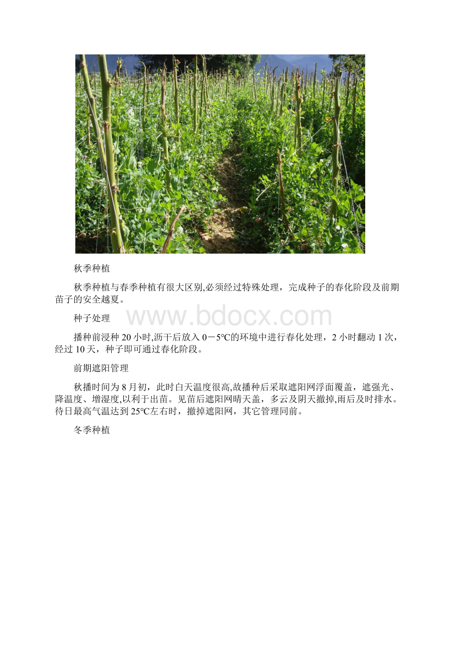 荷兰豆种植方法Word格式.docx_第3页