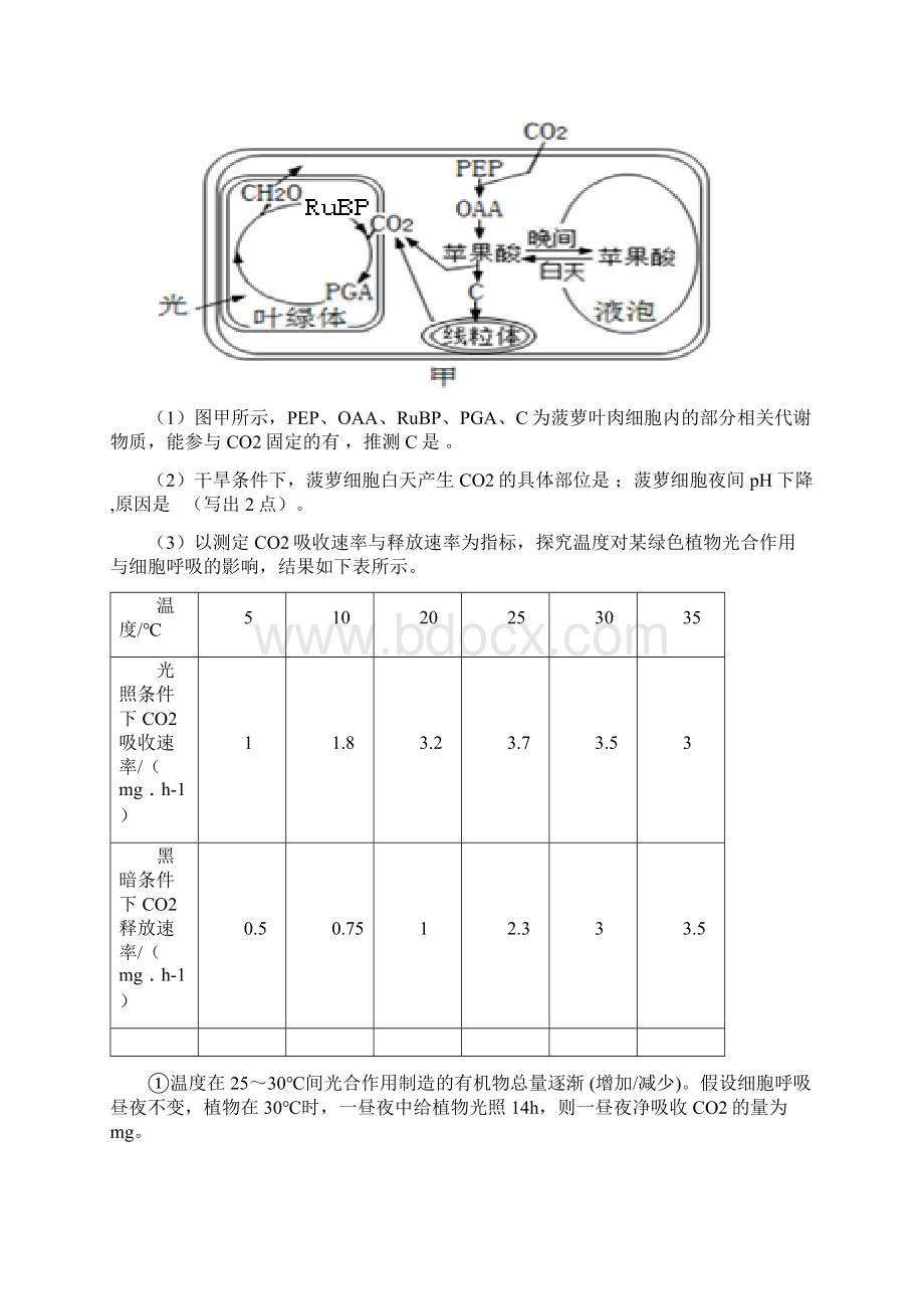 光呼吸及C4与C3植物试题强化.docx_第3页