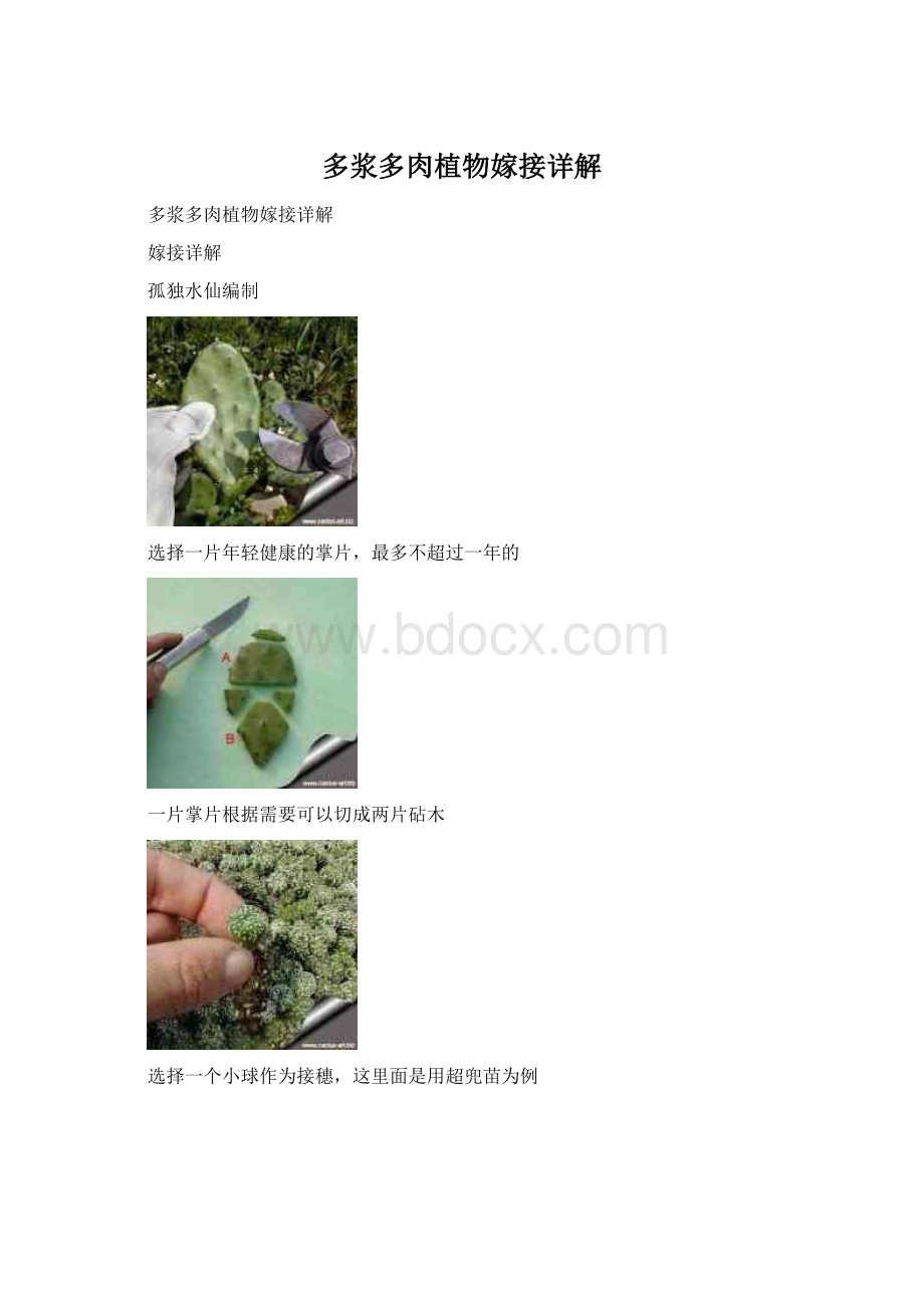 多浆多肉植物嫁接详解Word文档格式.docx