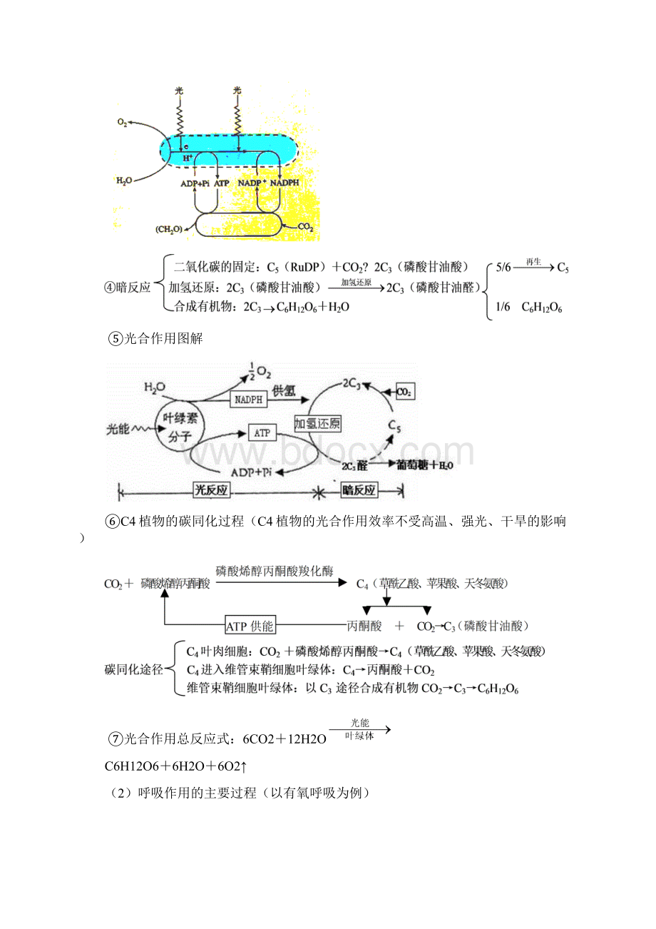 呼吸作用和光合作用的知识梳理及练习.docx_第3页