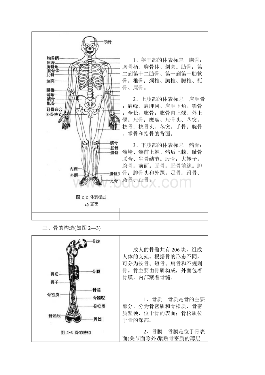 卓顶精文最新人体各部位名称及体表标志docWord文档格式.docx_第3页