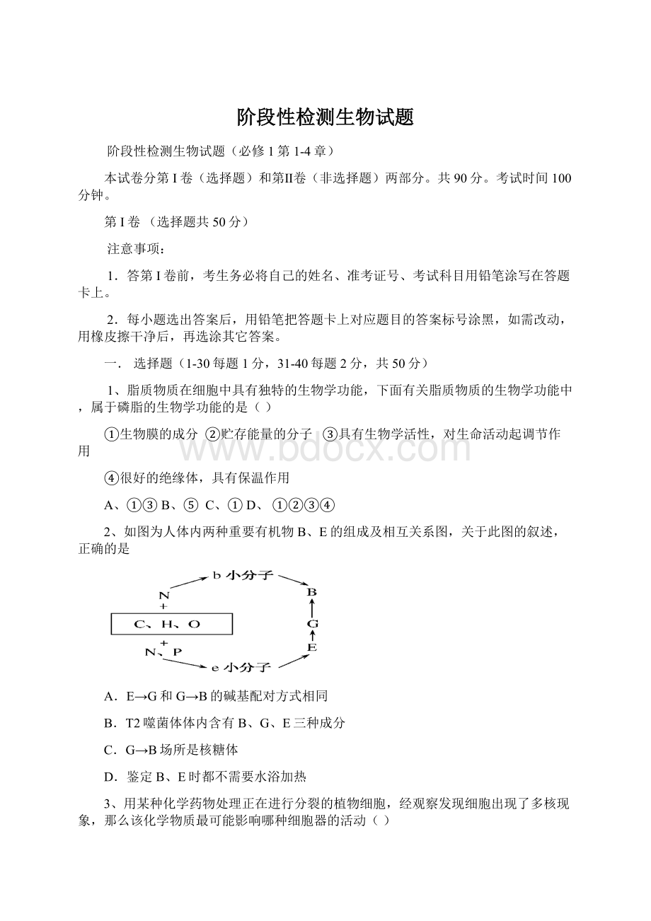 阶段性检测生物试题.docx