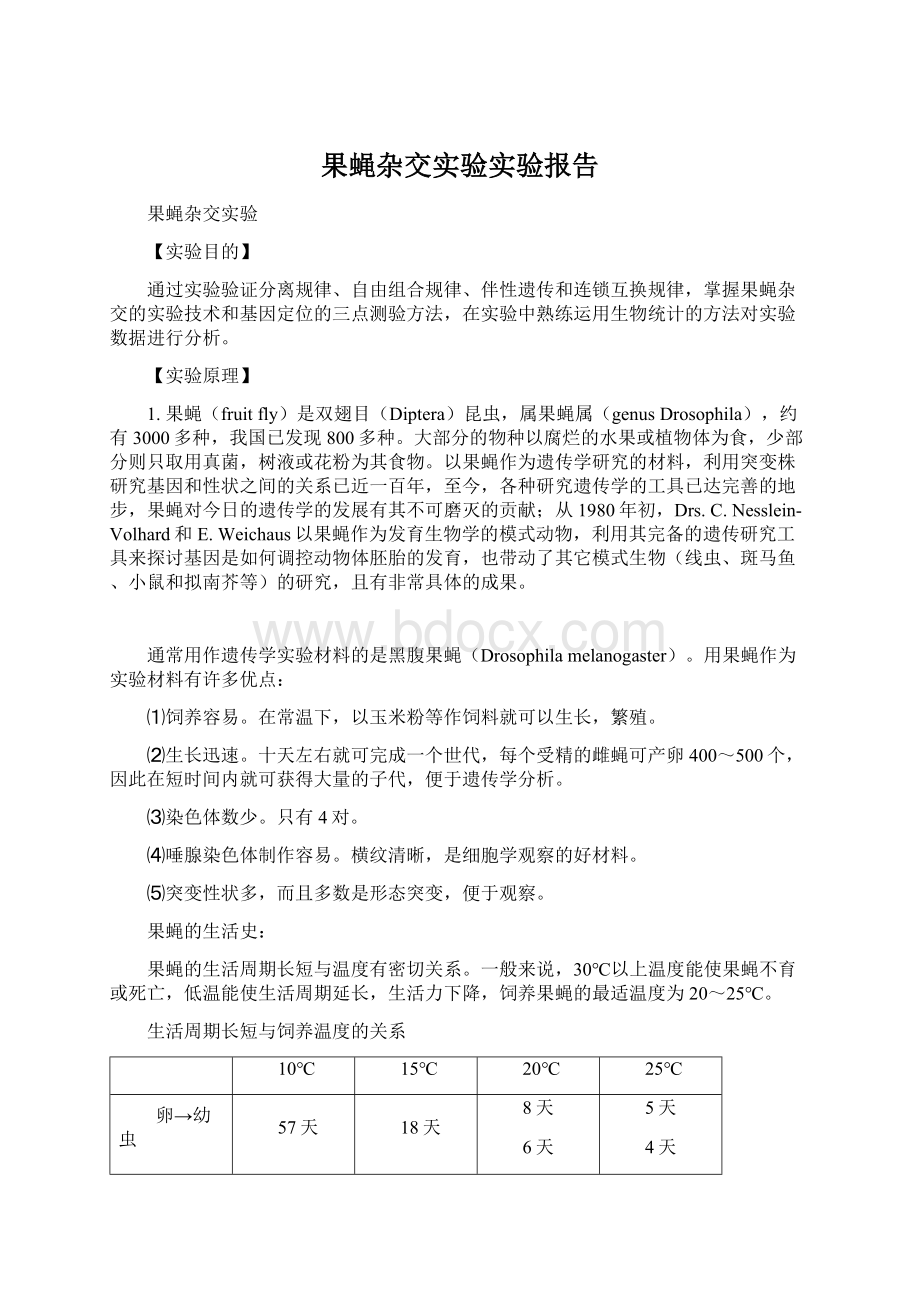 果蝇杂交实验实验报告Word下载.docx