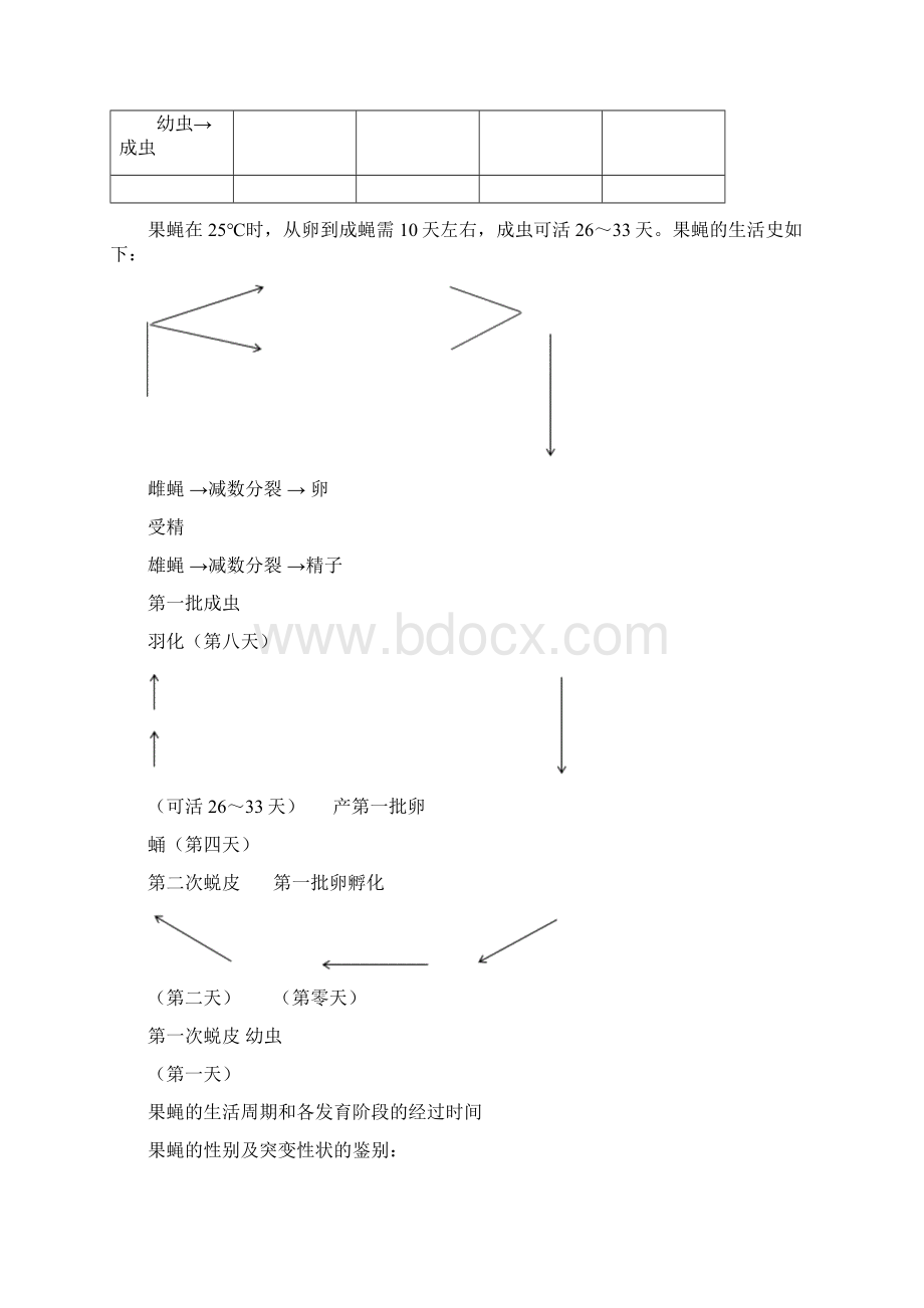 果蝇杂交实验实验报告Word下载.docx_第2页