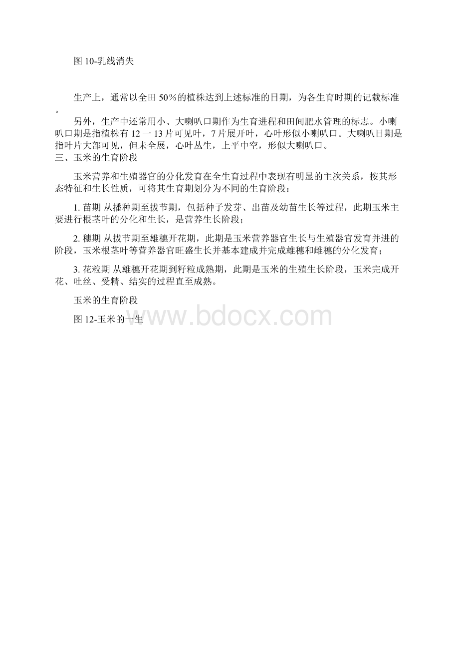 玉米的生长和发育.docx_第3页