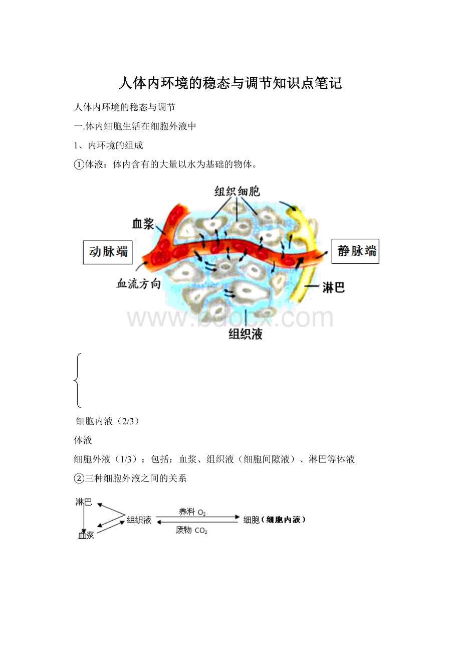 人体内环境的稳态与调节知识点笔记.docx_第1页