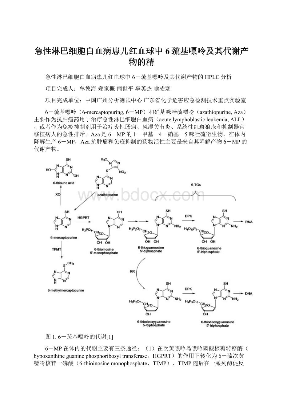 急性淋巴细胞白血病患儿红血球中6巯基嘌呤及其代谢产物的精.docx_第1页