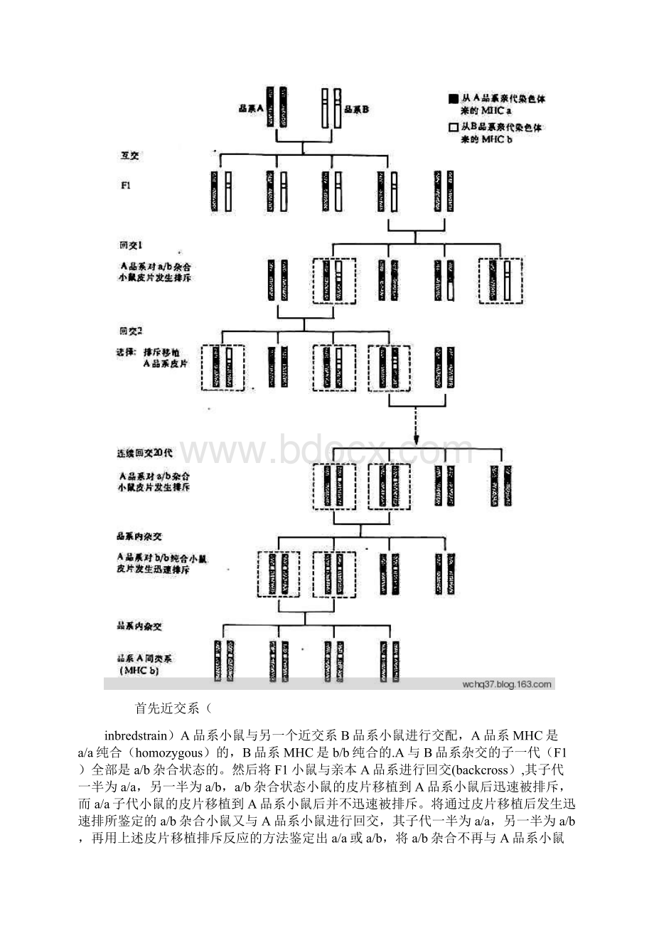 精品遗传经典大题.docx_第3页