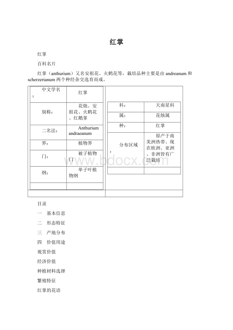 红掌Word文档格式.docx