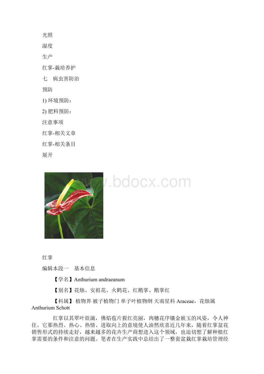 红掌Word文档格式.docx_第3页