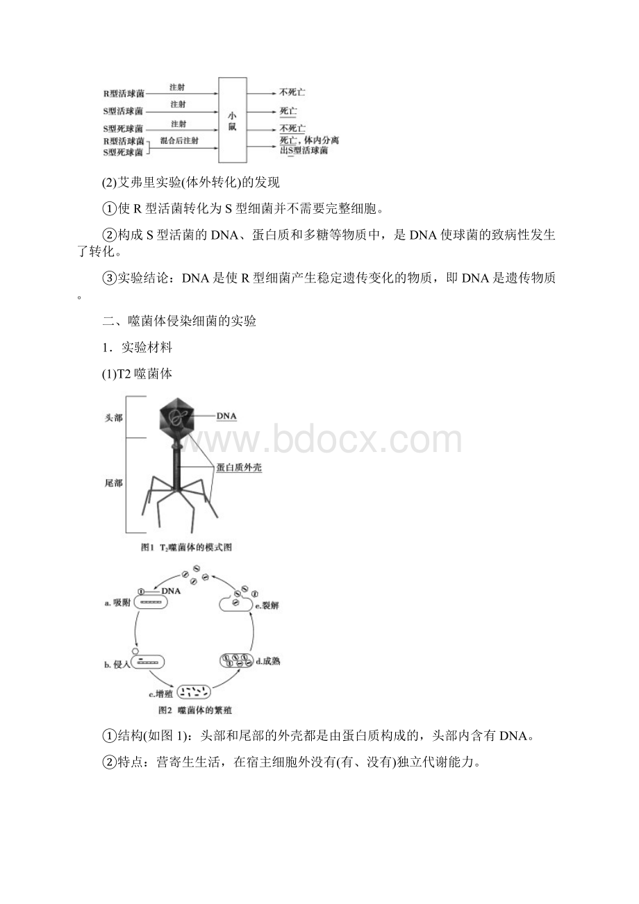 高中生物苏教版高一必修二学案文档第四章第一节第一课时探索遗传物质的过程.docx_第2页