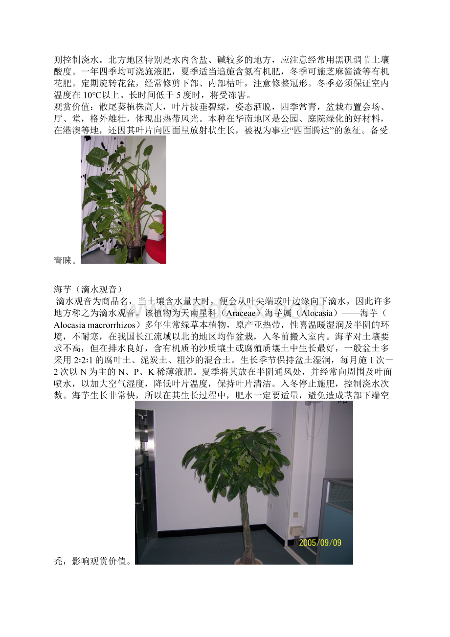 室内植物图片+详细说明Word格式文档下载.docx_第3页