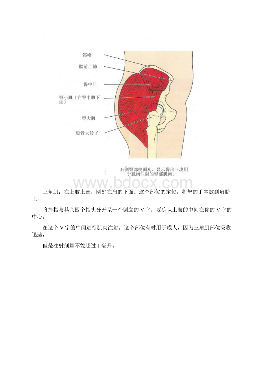 肌肉注射针位置图Word文档下载推荐.docx_第2页