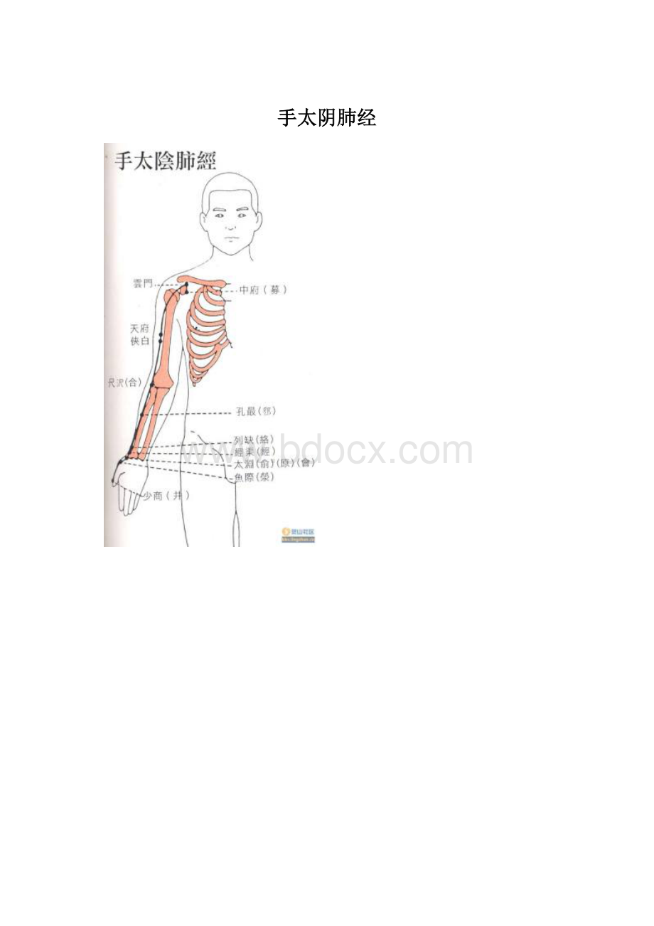 手太阴肺经Word格式文档下载.docx_第1页