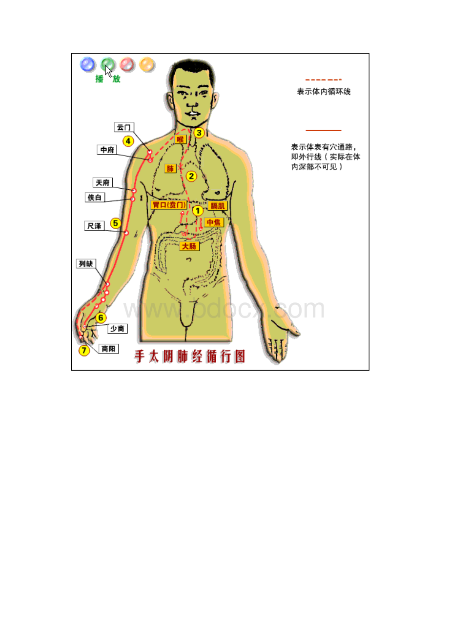 手太阴肺经Word格式文档下载.docx_第3页