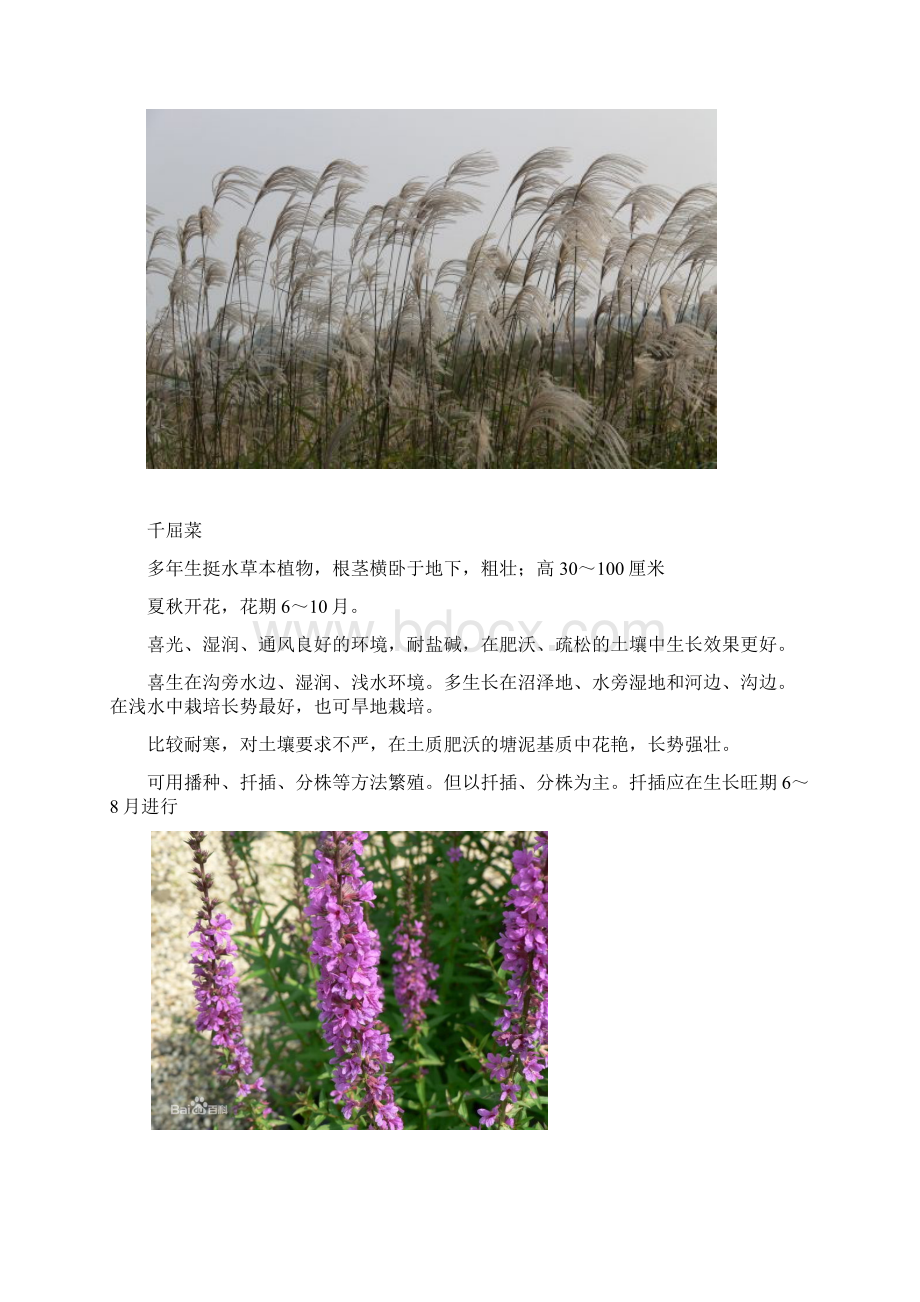 水生植物资料Word格式.docx_第2页