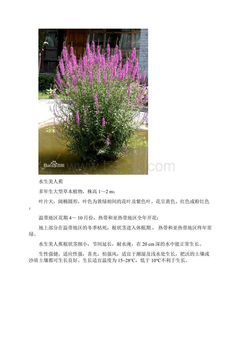 水生植物资料Word格式.docx_第3页