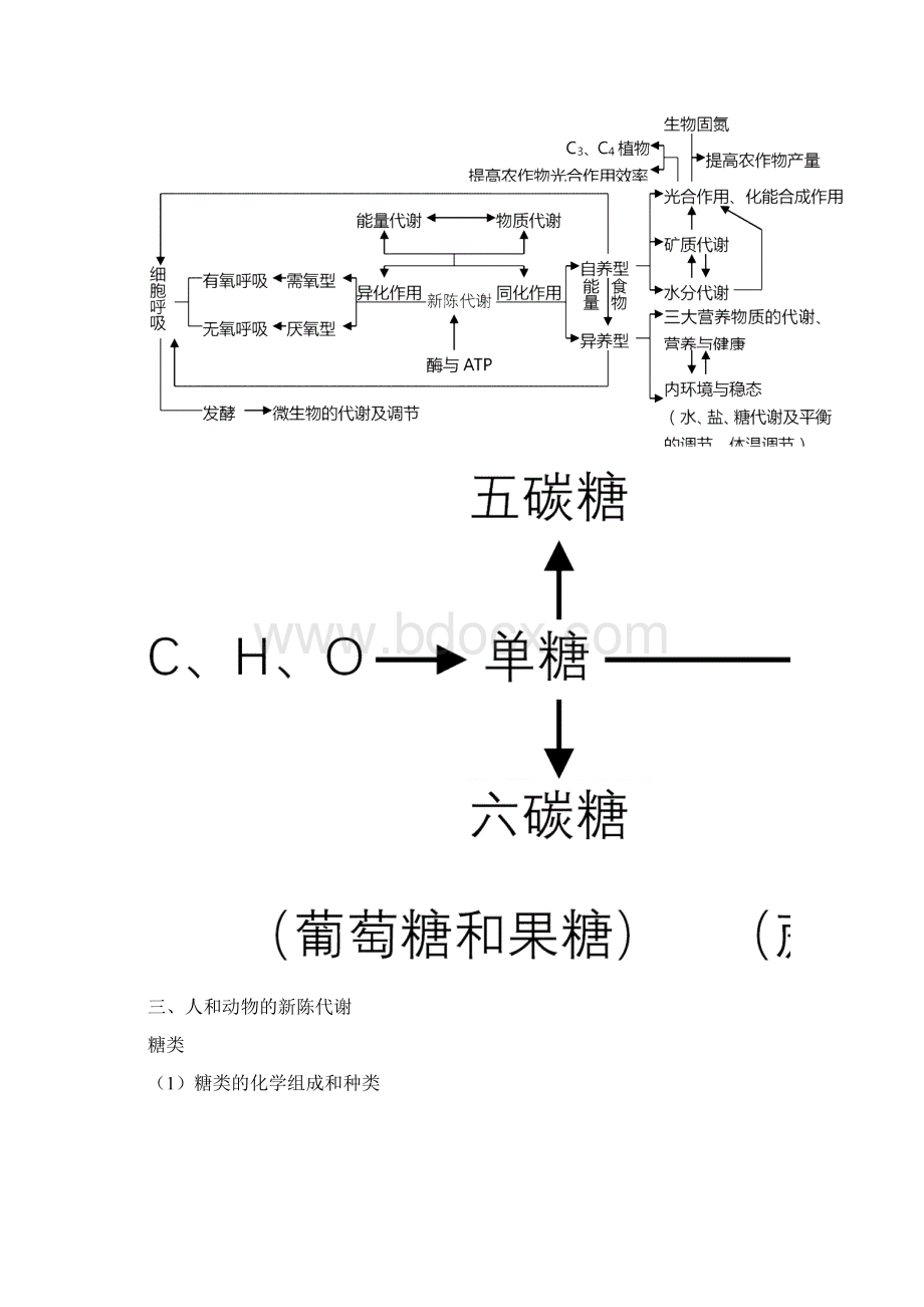 高中生物知识网络体系汇总.docx_第3页