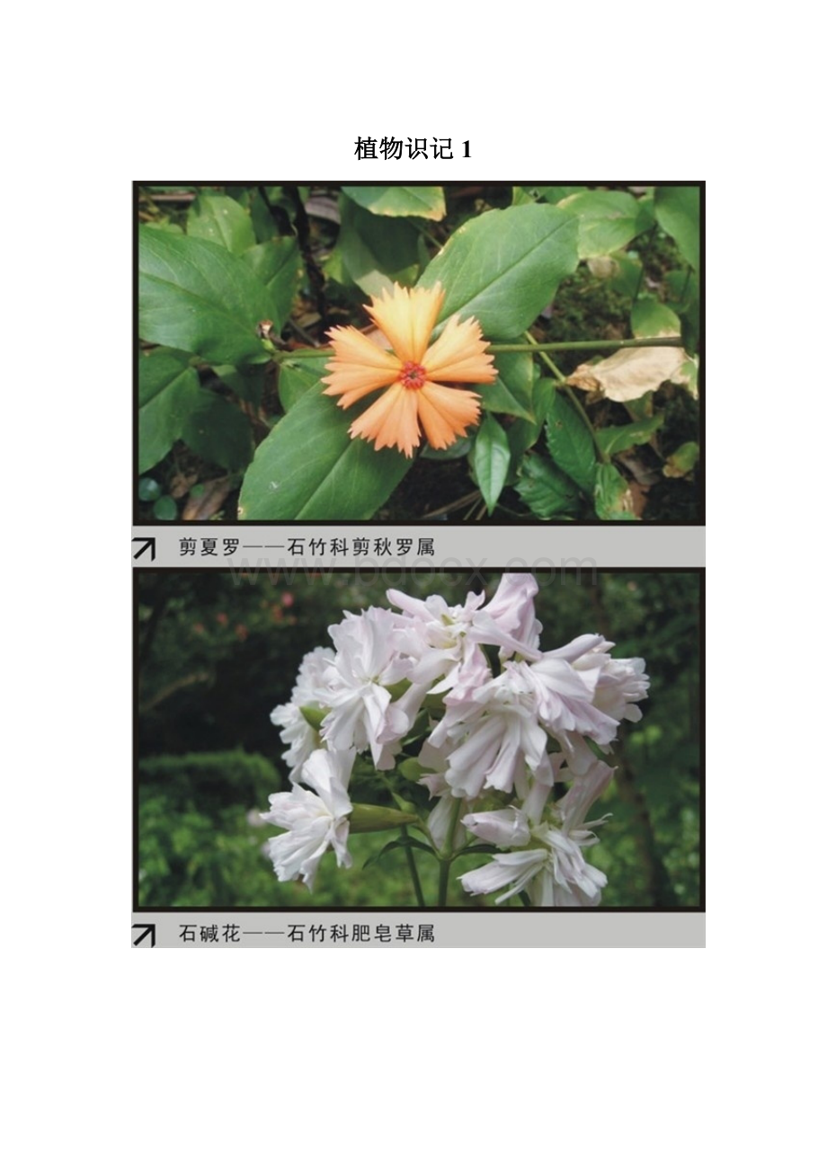 植物识记1.docx_第1页