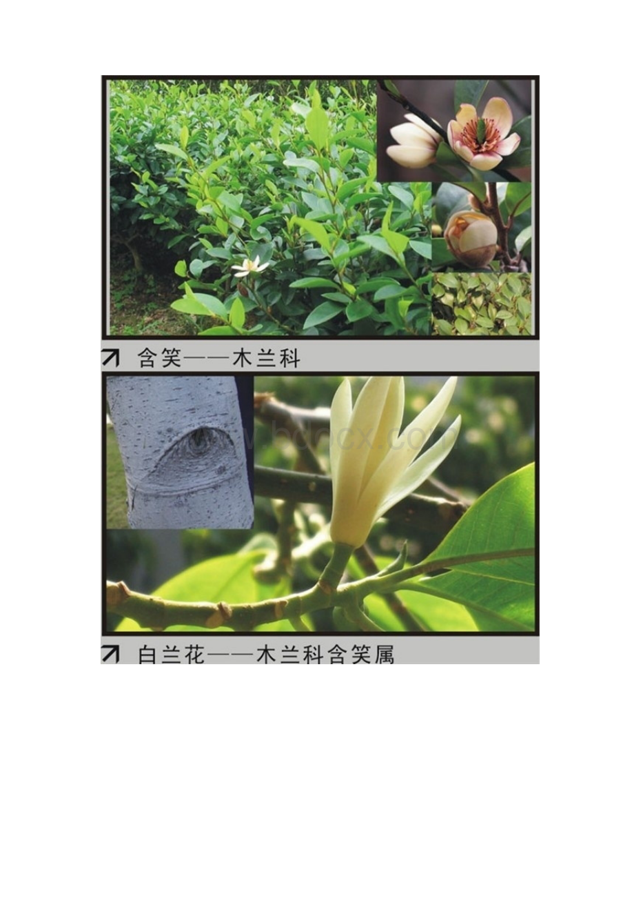 植物识记1.docx_第2页