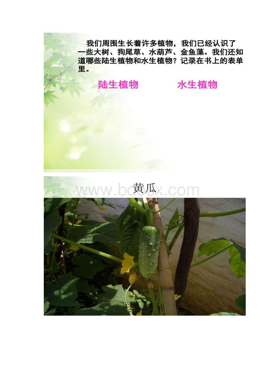 三年级科学上册优质课件植物有哪些相同特点百度文.docx_第2页